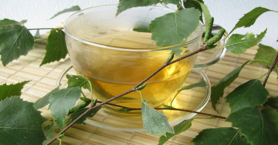 breza čaj lekovitost