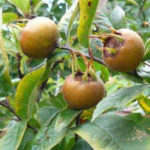 Mušmula voće kao lek za dobro zdravlje