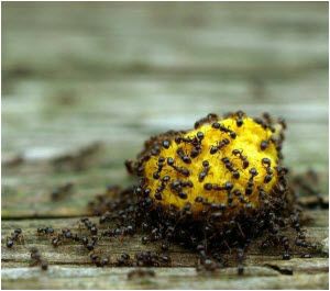 kako se rešiti mrava u velikoj koloniji 