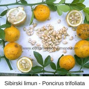 sibirski limun lekovita svojstva